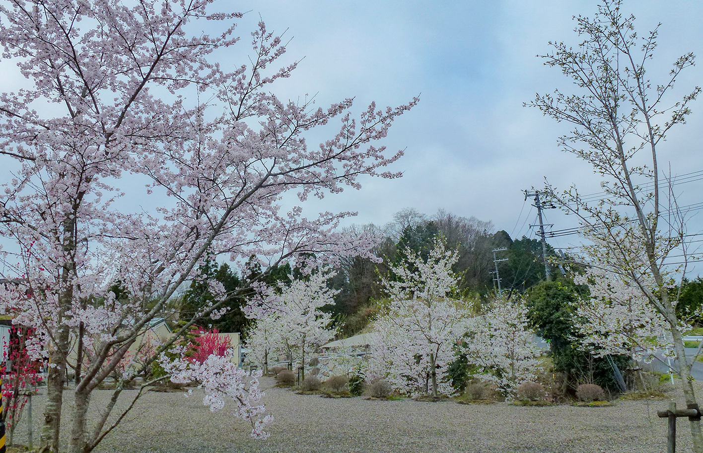 桜の森公園